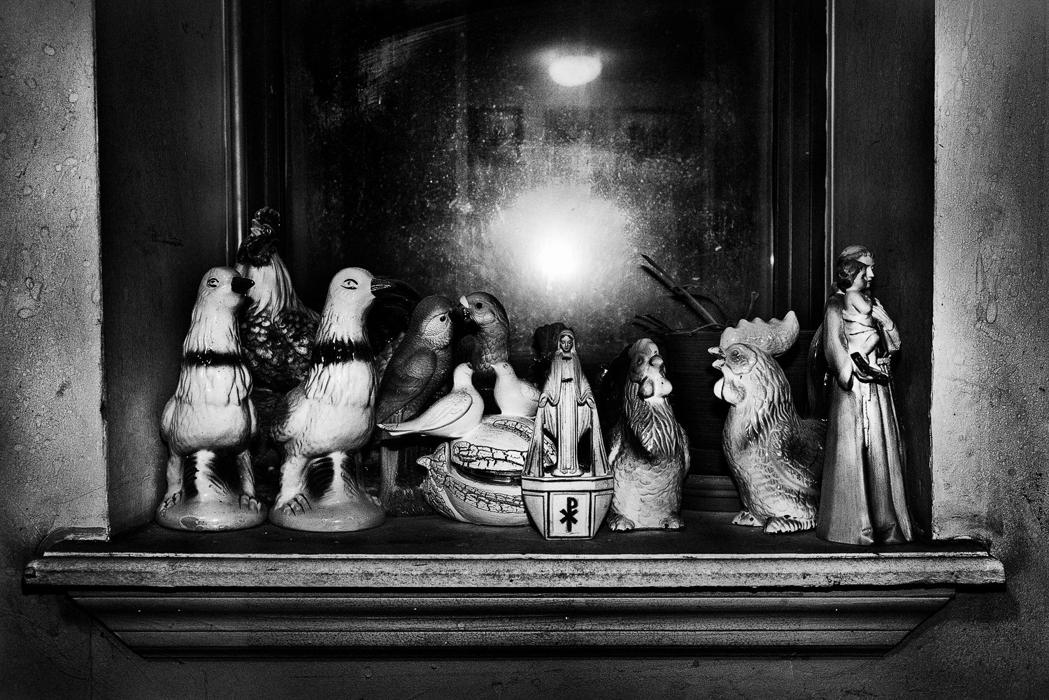 Pigeons